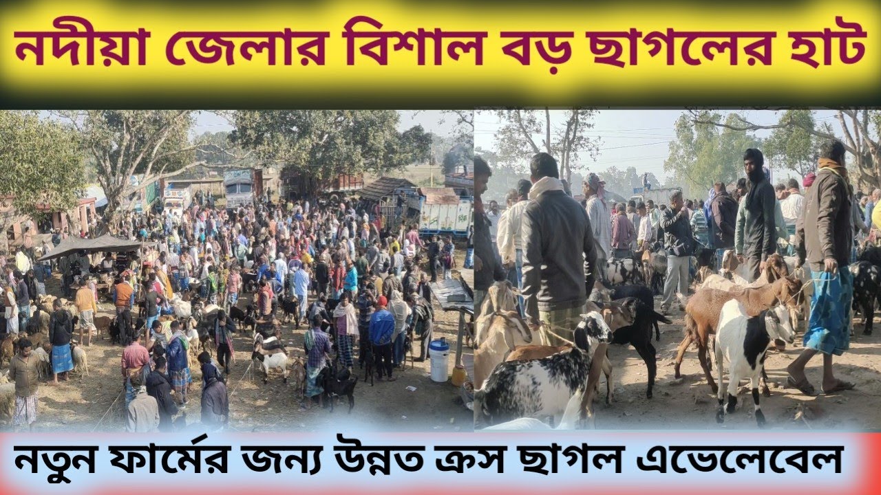 নদিয়া জেলার সবচেয়ে বড় ছাগলের হাট || goat market in west bengal