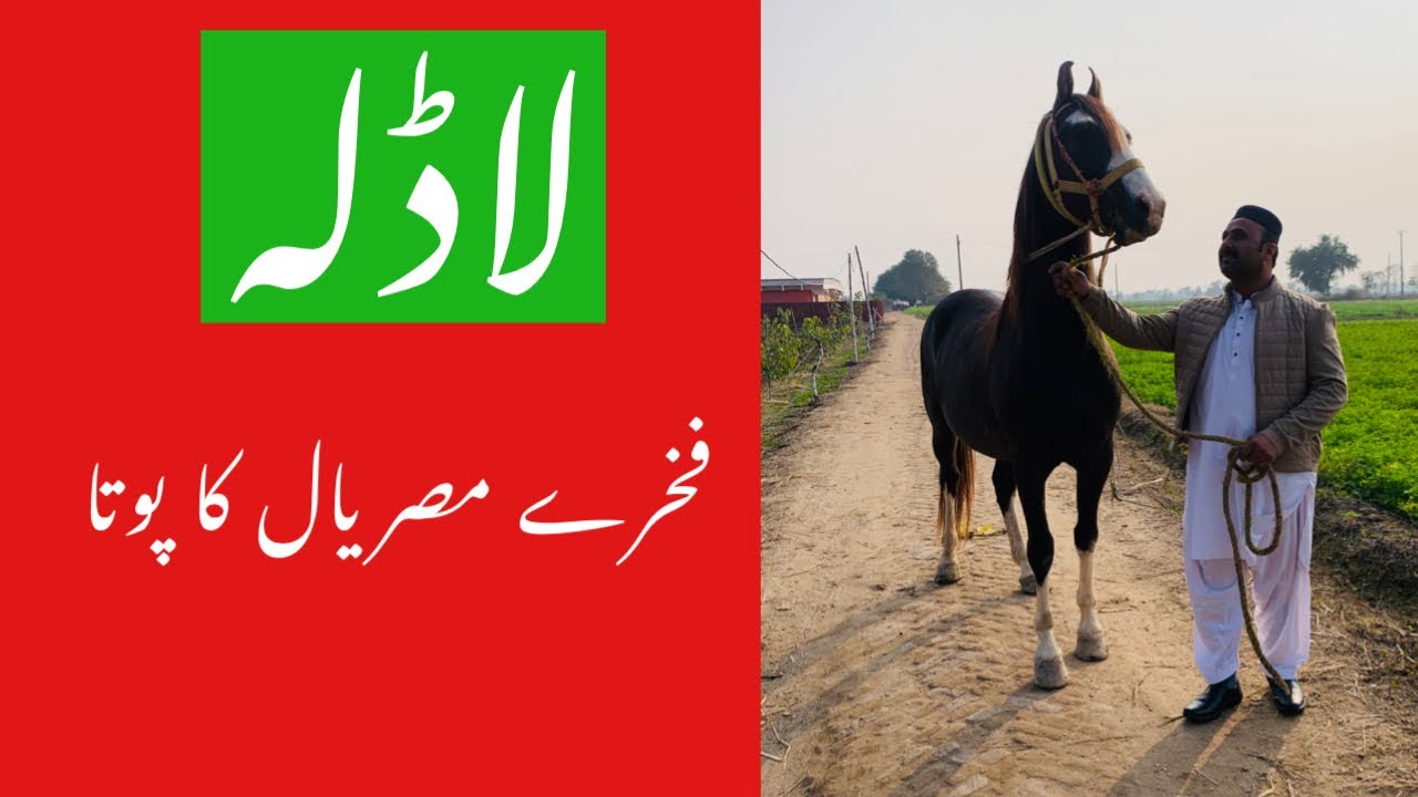 “Laadla/لاڈلہ” grandson of Fakha-e-misryal