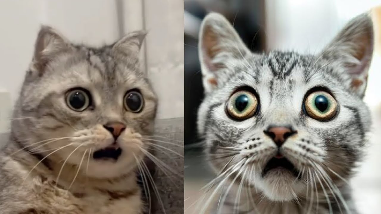 😻😂 Эпичные кошачьи неудачи, от которых вы будете смеяться до слез! 😂😻