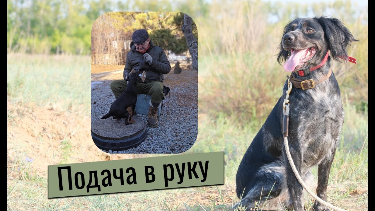 Натаска легавой. Почему щенок перестаёт приносить апорт и роняет предметы. 