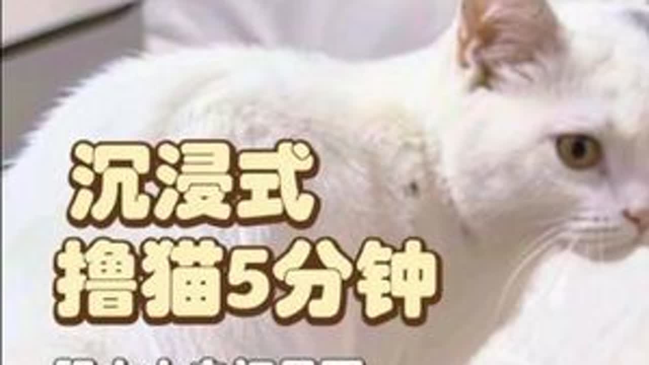过年回老家不光撸了狗狗小黑，还摸了猫猫小白，小白是弟弟刚收养的小猫胆子很小见人就躲，但是和我相处的还不错呢。之前没养过小猫，有谁知道这是什么品种吗？#萌宠日常 #宠物随拍 #它真的好像个小宝宝 ...