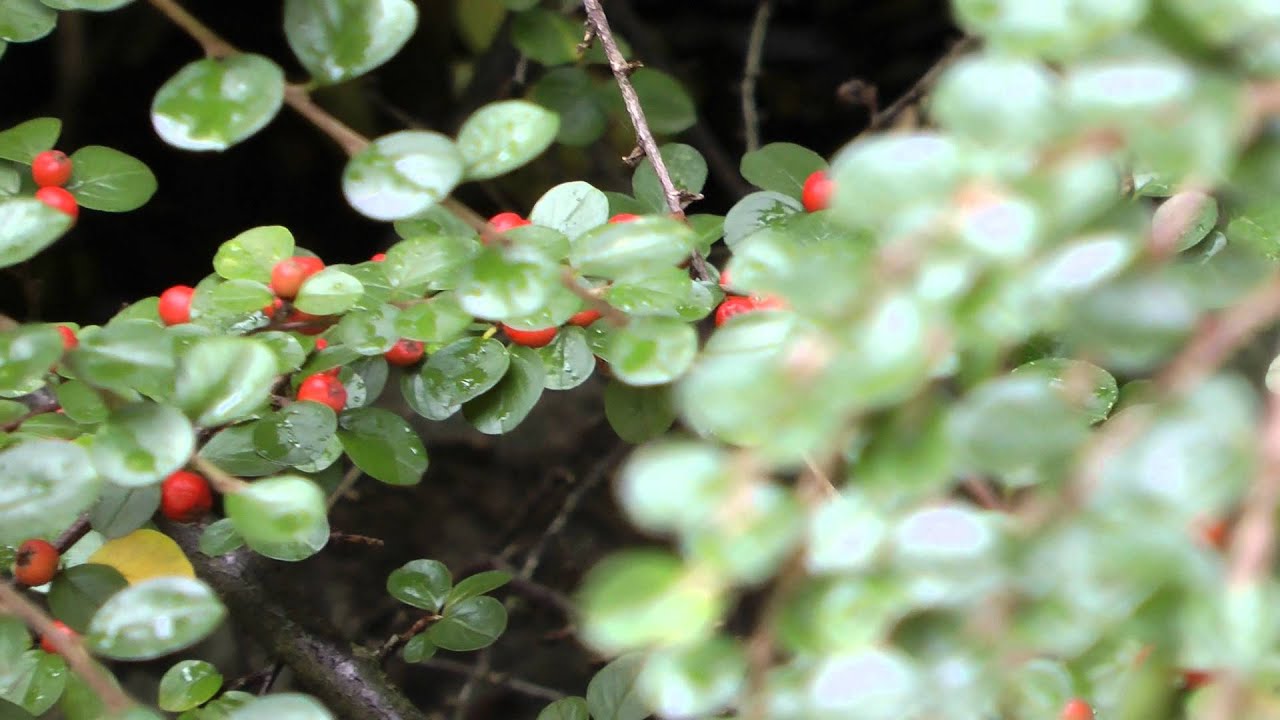Panasonic HDC-TM900 Test without iA Mode 1080@50p 22.08.2011 13:21 / 1.21PM