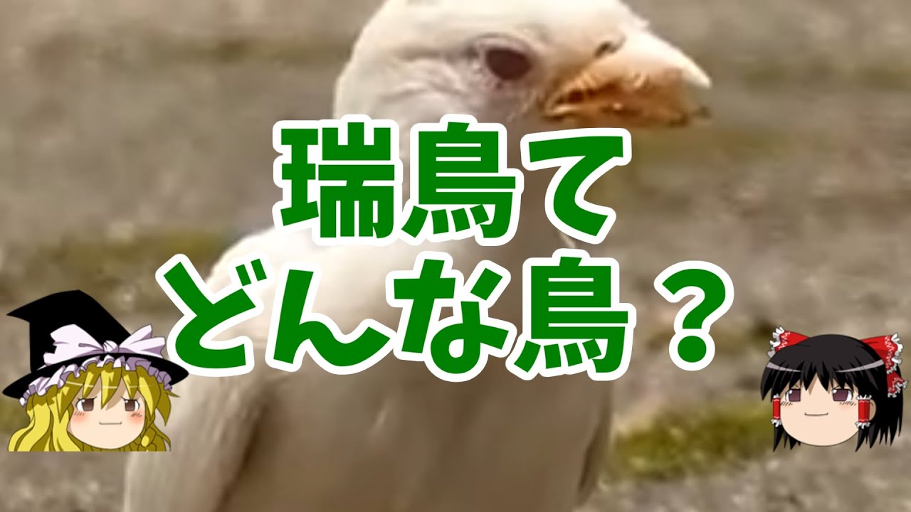 【ゆっくり解説】瑞鳥てどんな鳥？【白いスズメ】