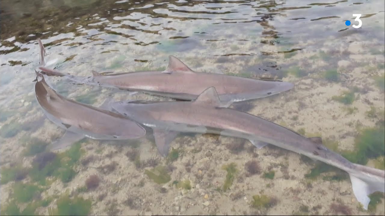 Insolite : p&ecirc;che 