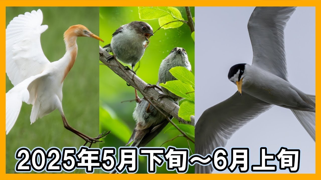 【探鳥散歩 VLOG】秋ヶ瀬 Mたんぼ・智光山公園・伊佐沼で探鳥してきました
