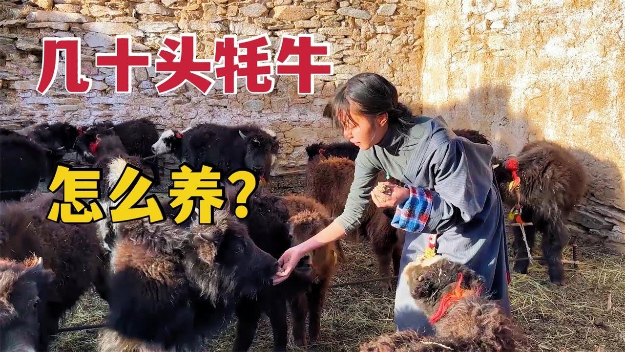 【那曲拉姆】86 藏族姑娘在牧区一呼百应！带上草料进牛圈，30几头牦牛全都围上来