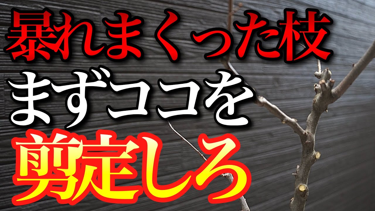 【頭がこんがらがる】暴れまくった枝の剪定はこうやれば簡単にできます