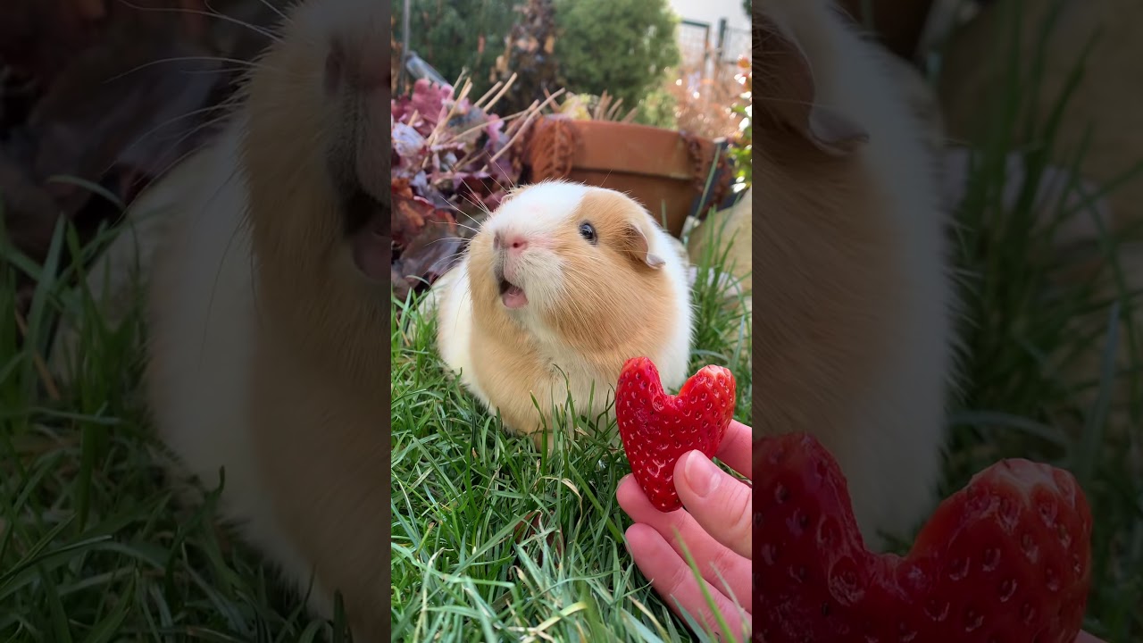 Guinea pig says ,,I love you&ldquo;
