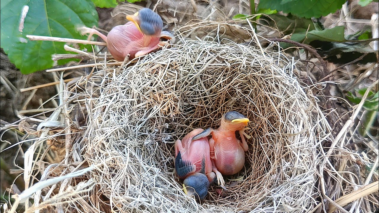 Cuckoo baby threw one baby out of nest and turned the other upside down in the nest. 