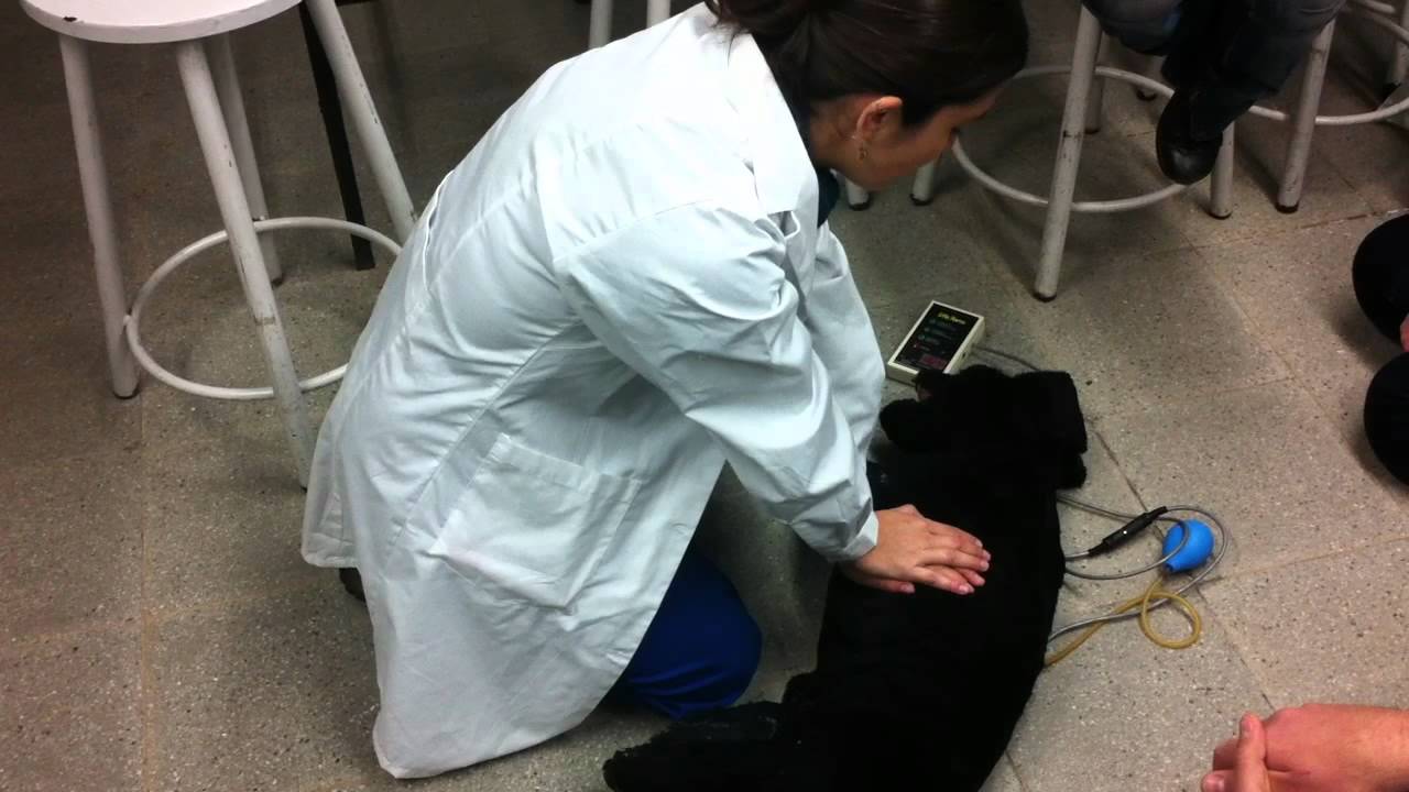 RCP parte 2 - Reanimación cardiopulmonar perro/gato