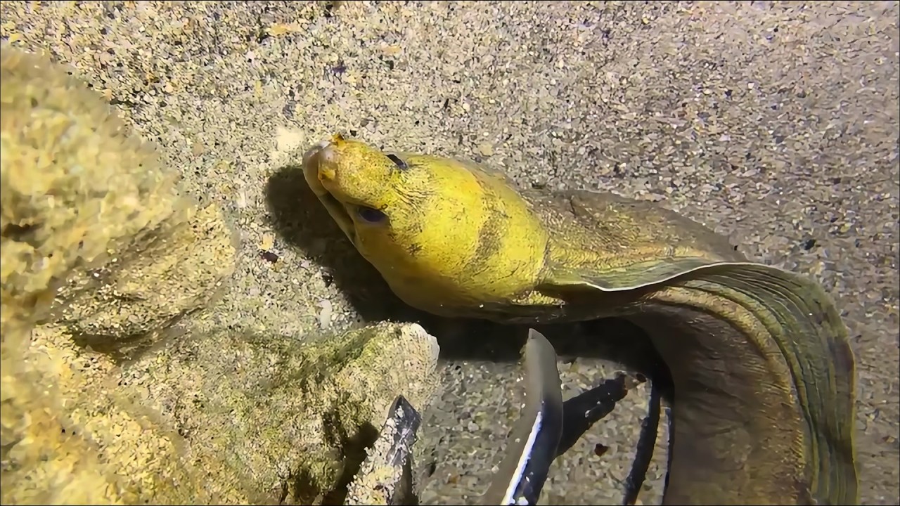 Live 🟢 –Seafood Lover's Paradise - Fresh Moments！🦀🌊#diving  #fishing #hunting #shorts