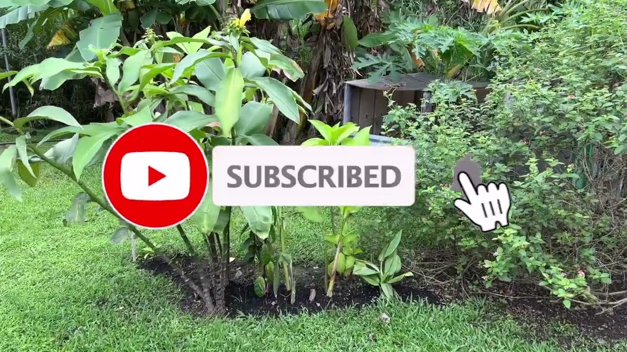 🌺 Tropical Gardening in Panama - JUNE GARDEN TOUR!