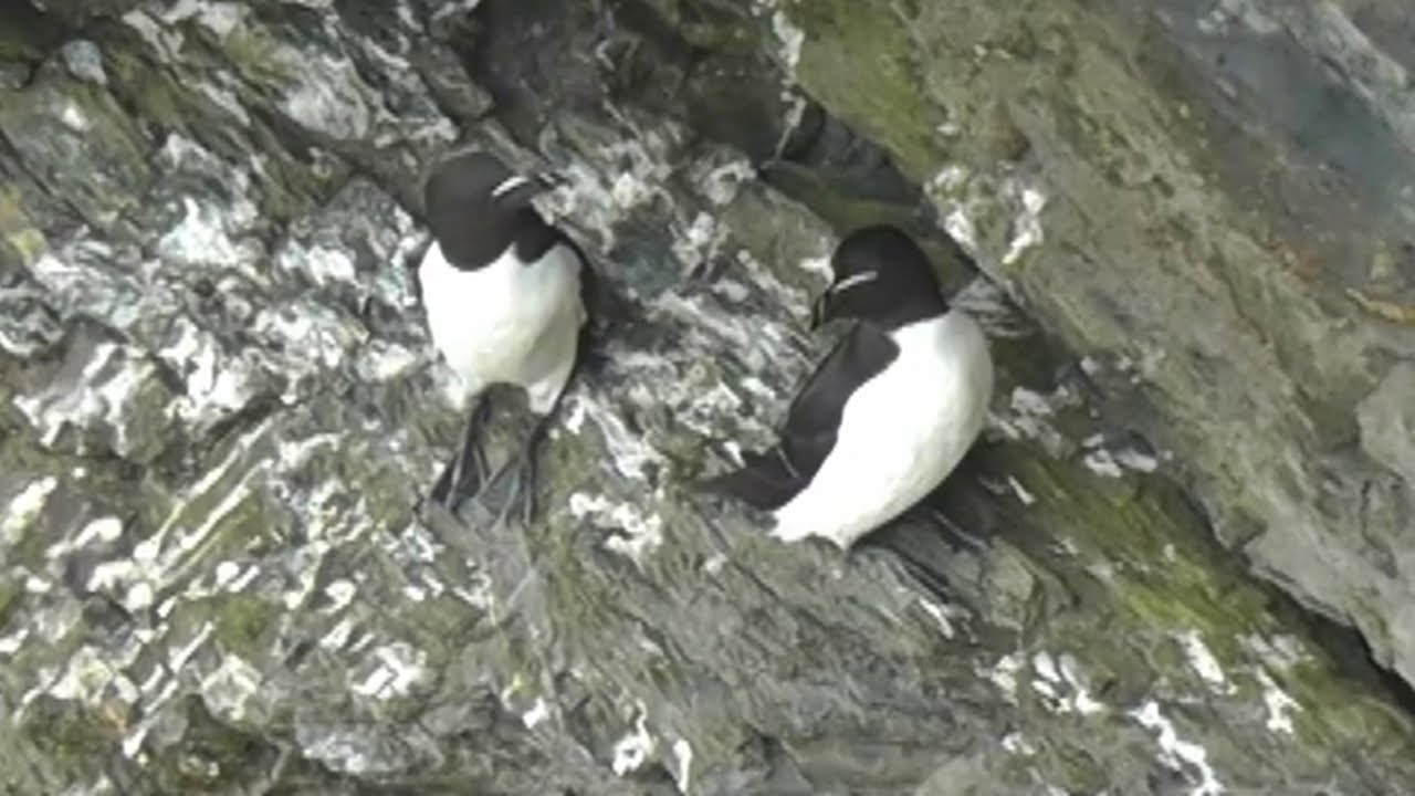 Razorbill Colony in Cornwall - Razorbills