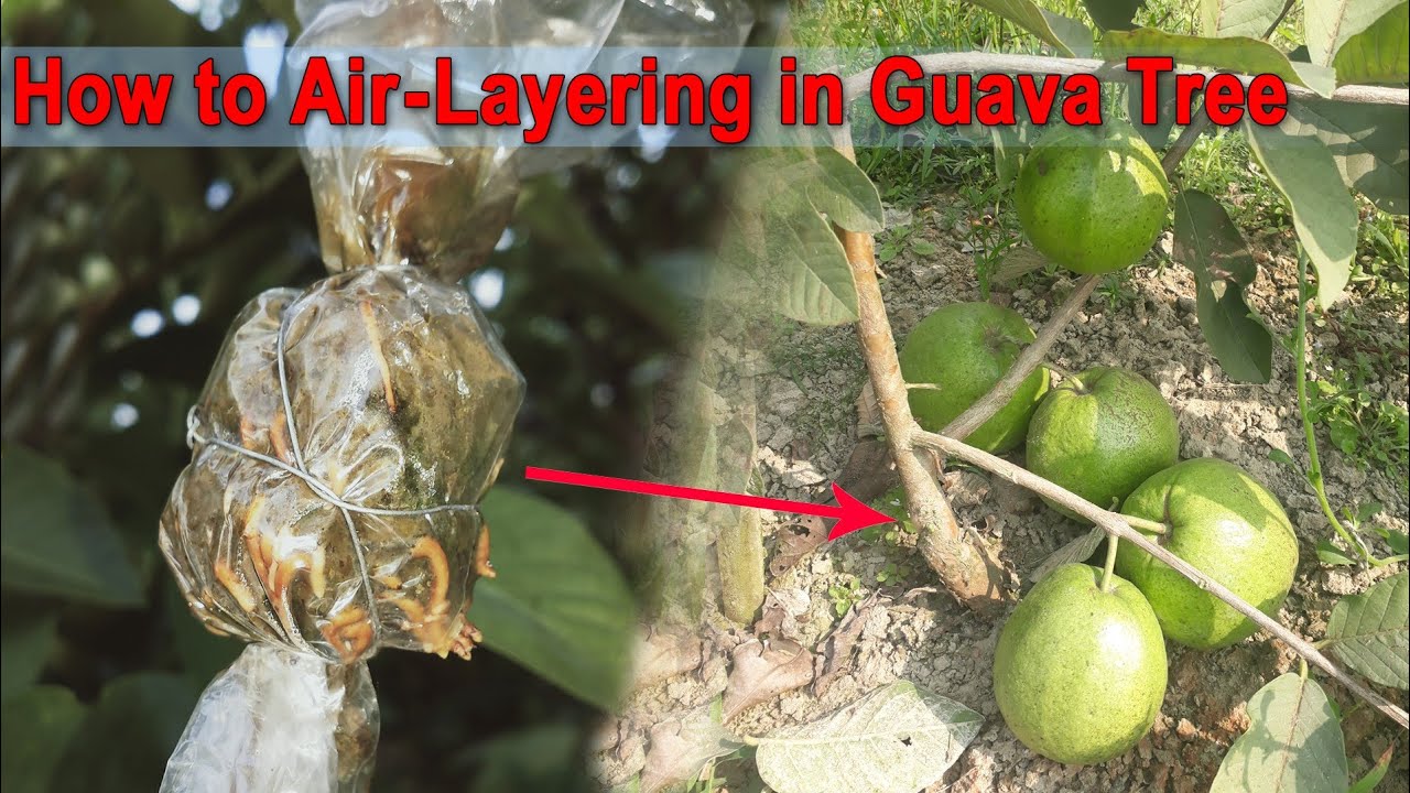 How to Air layering Guava tree