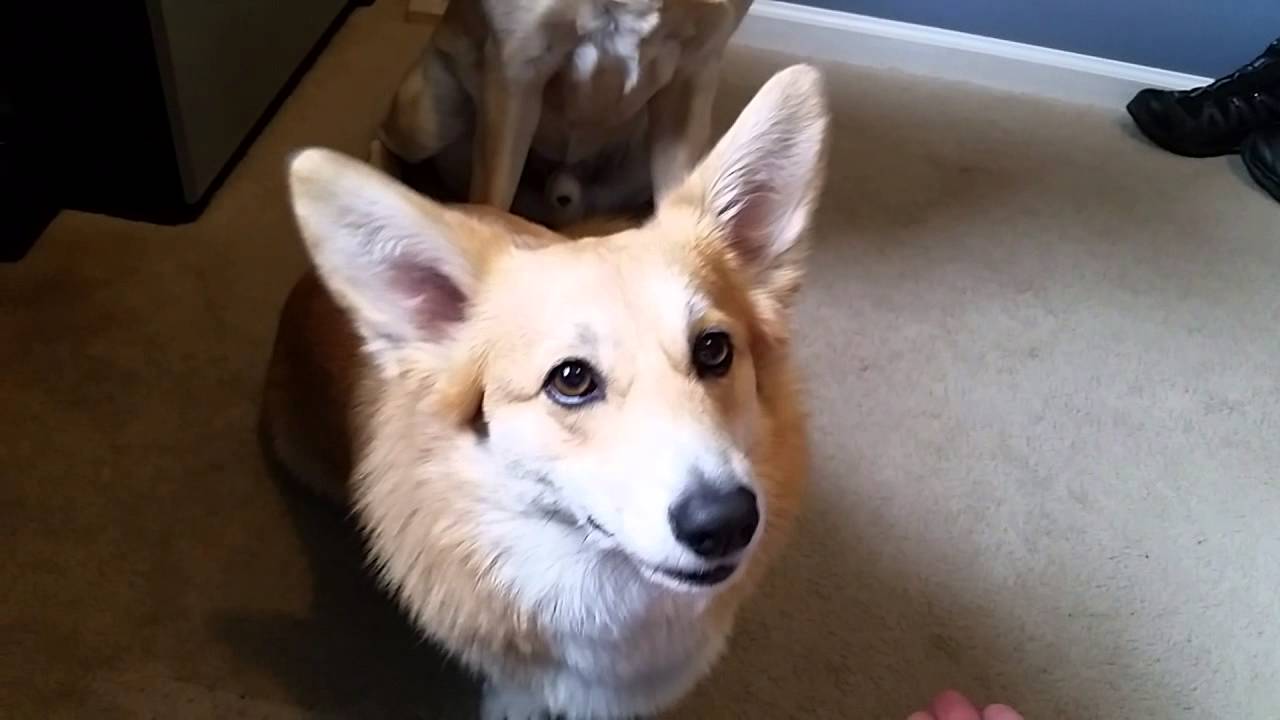 Sadie the corgi likes to say I love you