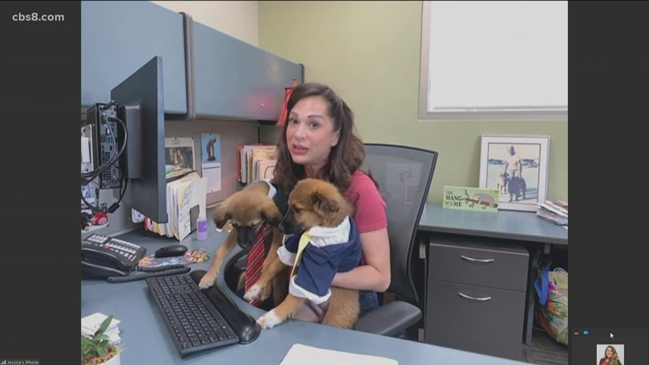 What you need to know about 'Take Your Dog to Work Day' on June 25