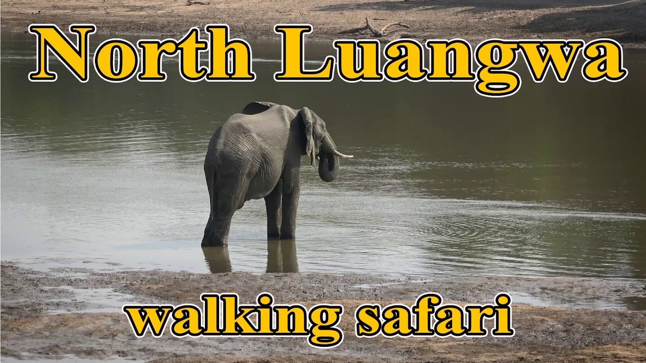 North Luangwa - walking safari