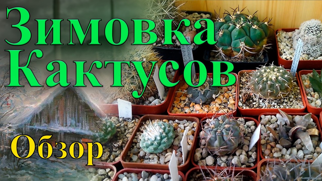 Зимовка кактусов. Обзор Коллекции.