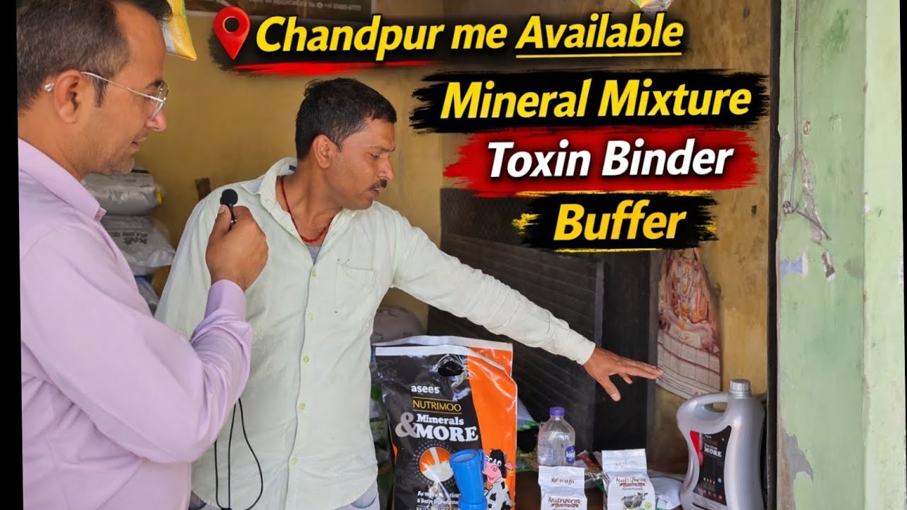 Chandpur me kaha milega Mineral Mixture  || Chikara Dairy