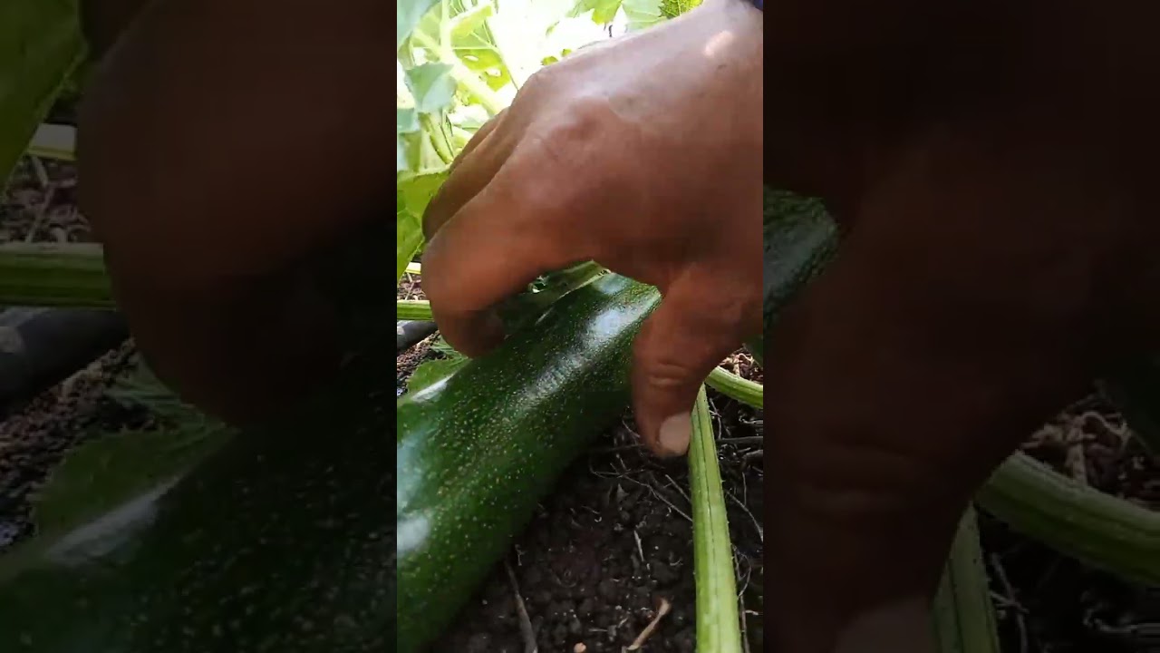 #zuchini #harvest #localproduce #cayo #belize 🇧🇿