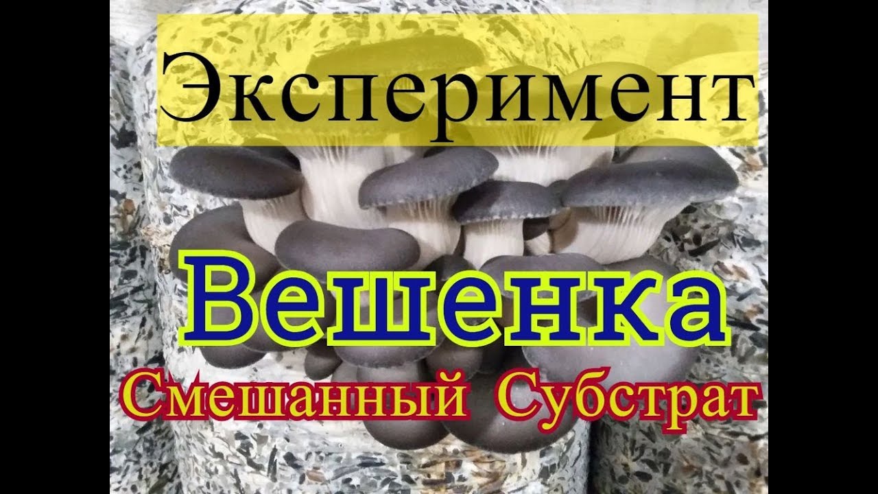 Супер способ выращивания грибов Смешанный субстрат Солома Листья Опилки Обзор зарастания Мицелия
