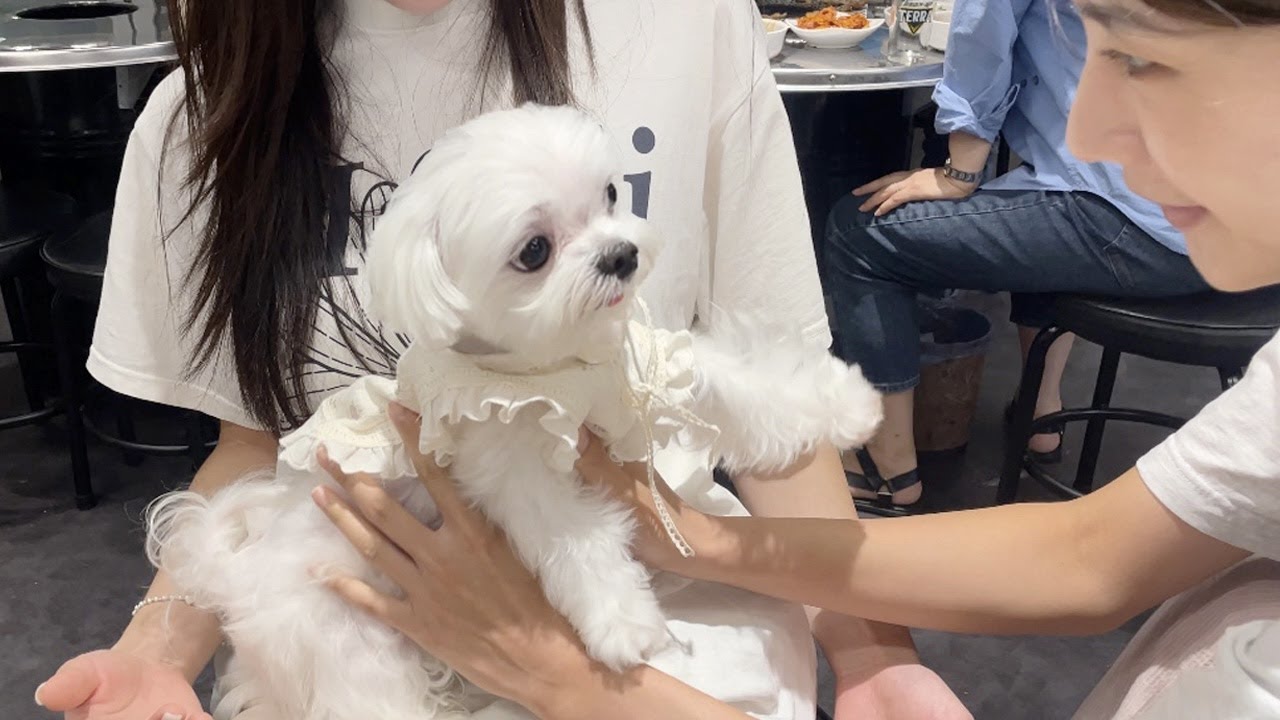 사람 봐가면서 안기는 말티쥬..