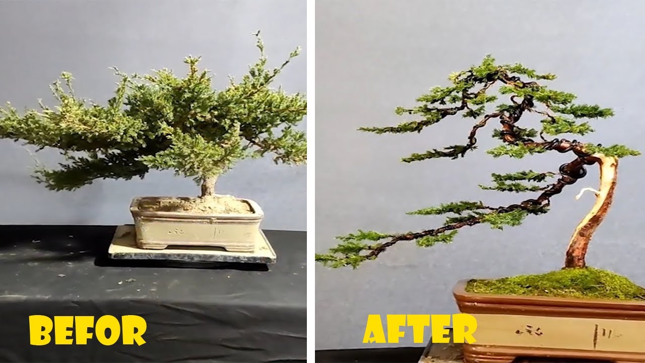 How to bend a bonsai - great bonsai bending skills #207