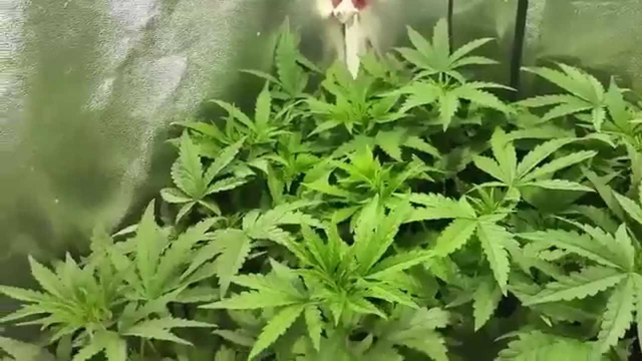 Master kush week 4 of veg and auto blue week 1