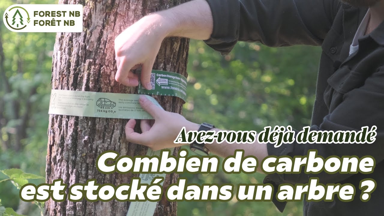 Combien de carbone est stocké dans un arbre ? Découvrez-la avec cette règle de stockage du carbone !