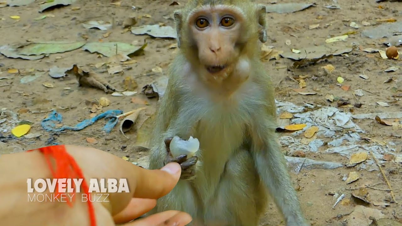 Lovely monkey Alba, Today i feed yummy fruit for poor monkey girl Alba