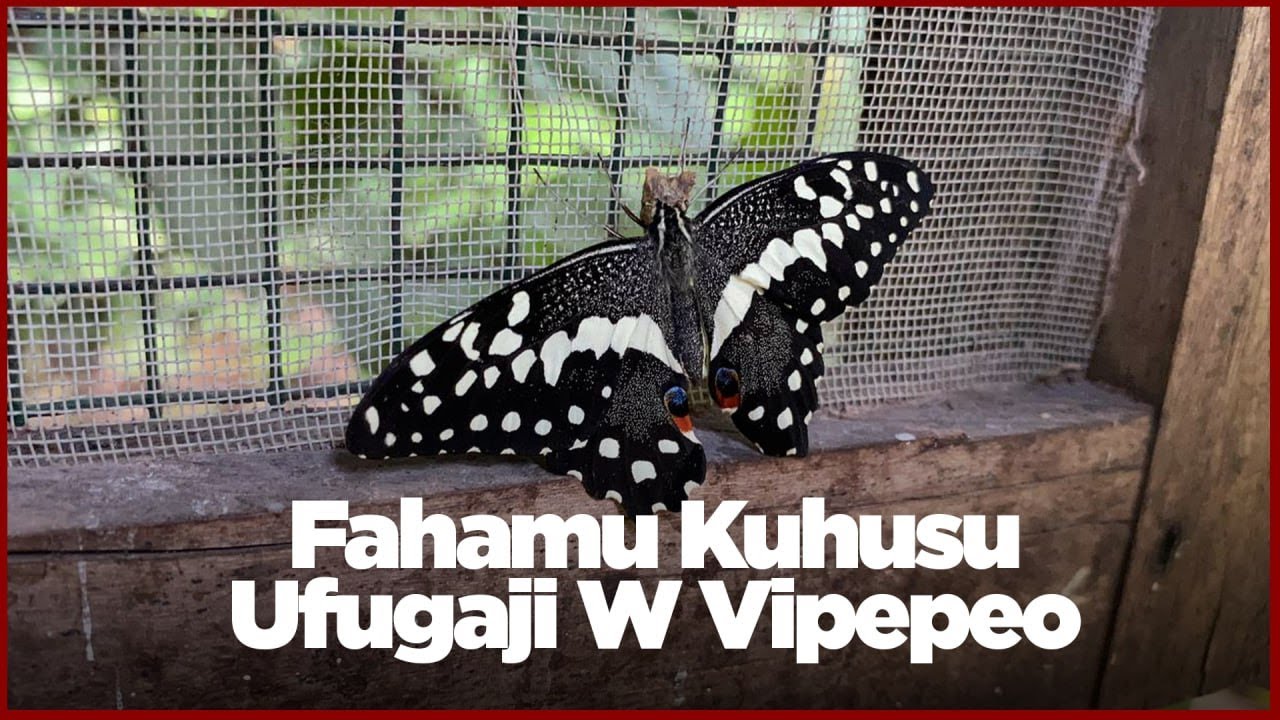 Fahamu Kuhusu Ufugaji wa Vipepeo na Unavyoinua Kipato cha Wafugaji