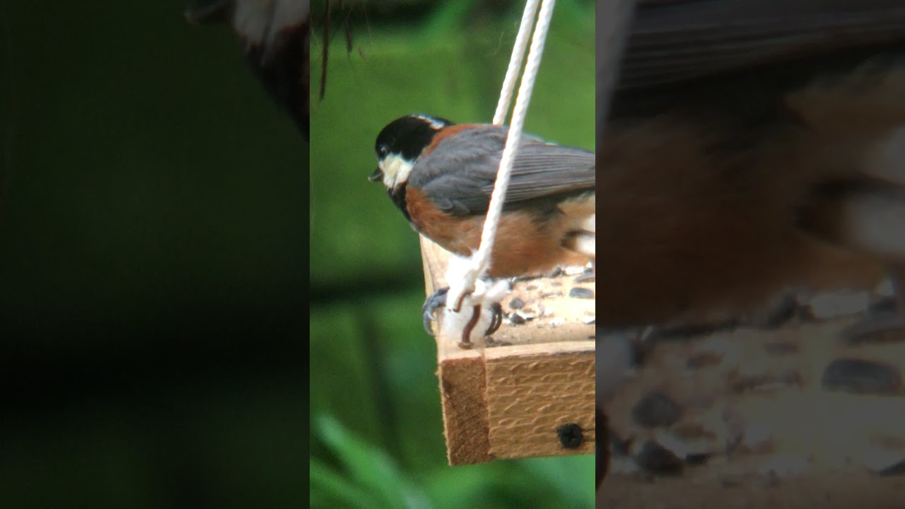 #ヤマガラ #山雀 #ヤマガラちゃん #野鳥 #pocketbirds #planetbirds #nuts_about_birds 山雀ちゃんの登場🦆
