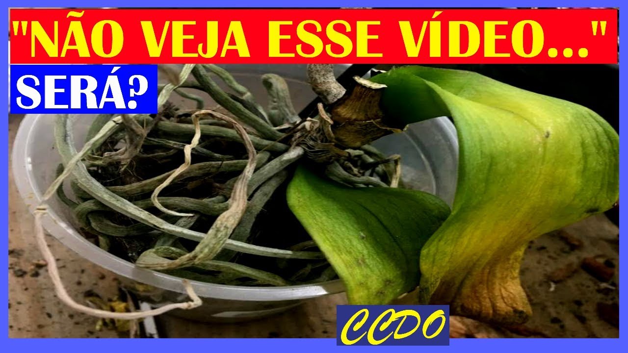 Orquídeas  com  Folhas  AMARELANDO - O que é e o que fazer