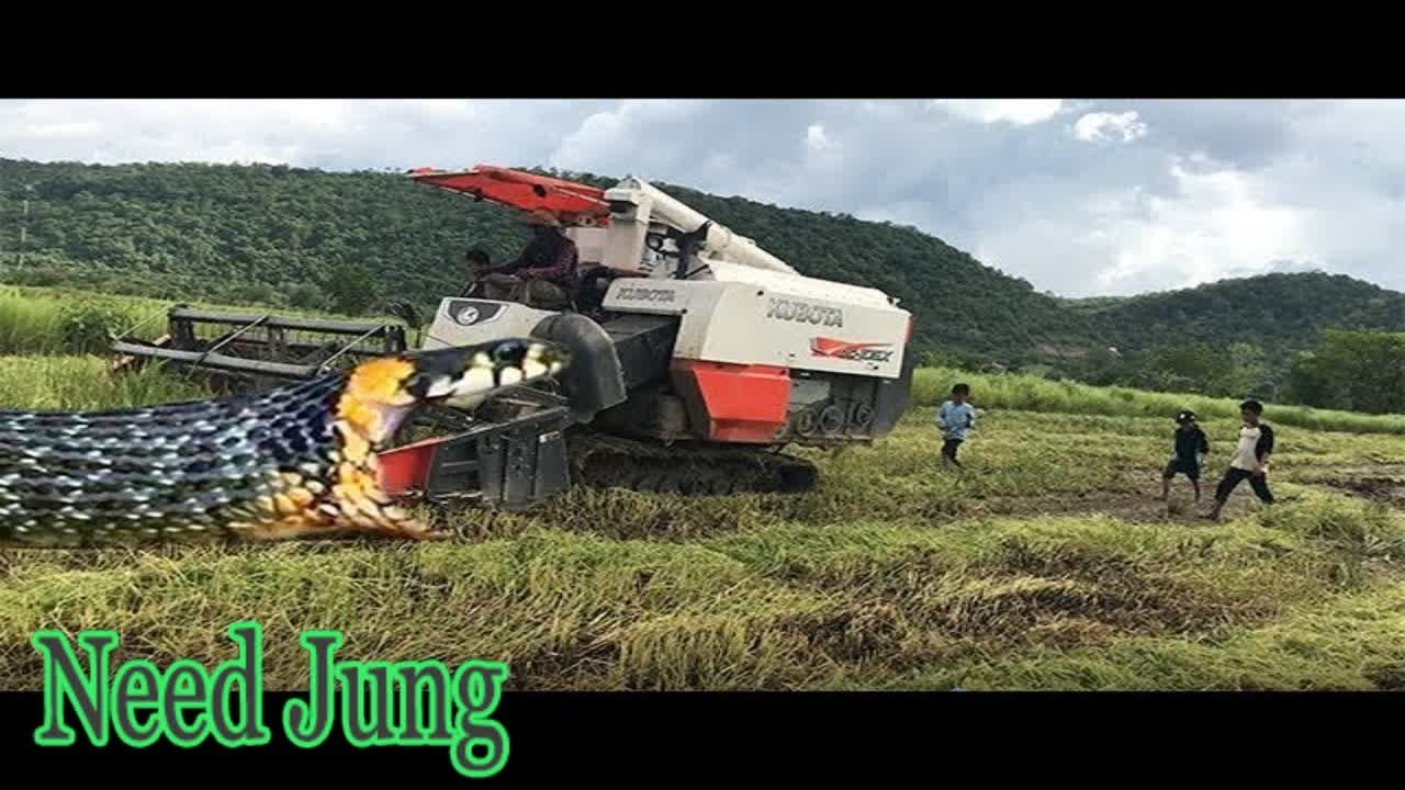 Terrifying! Three Brave Boys Catch Big Snake Nearby Harvesting Machine By Hand - Need Jung