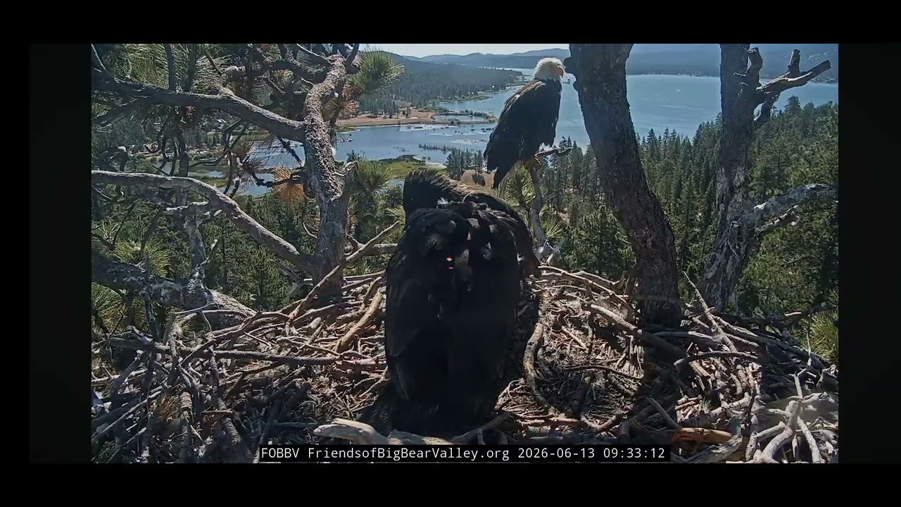 HEY, PASS DA FISH!🐥🐟🐥 6.13.26 fobbvcam 