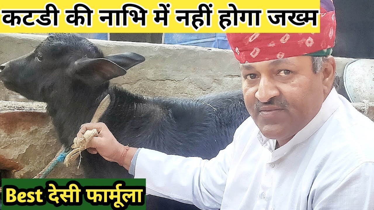 Calf की नाभि पकने पर क्या ईलाज करें?|Quality Calf Rearing| Diet Plan|Dairy Farming