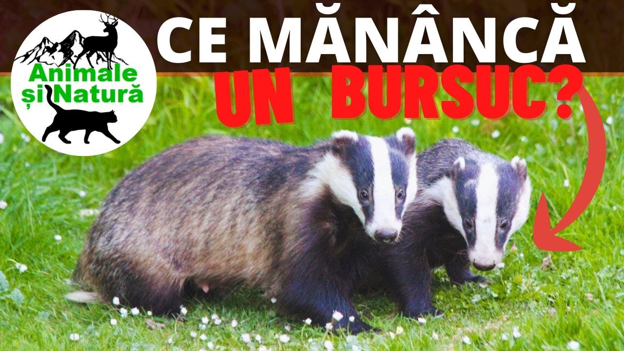 Iată de ce Bursucul nu suportă Vulpea