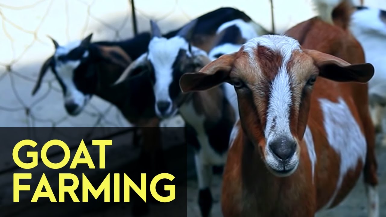 Goat Farming - FULL Version | Agribusiness How It Works