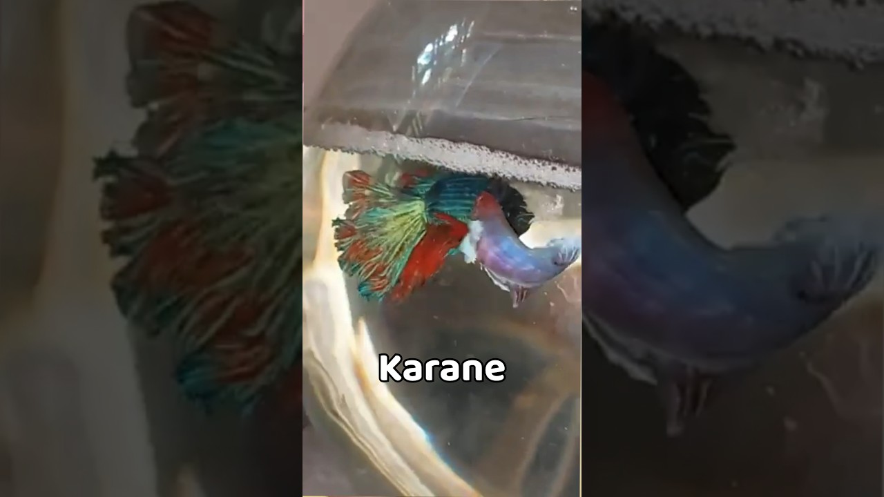 Lets breed my exotic betta fishes #shorts #bettafish #bettafishbreeding #bettafishshopping