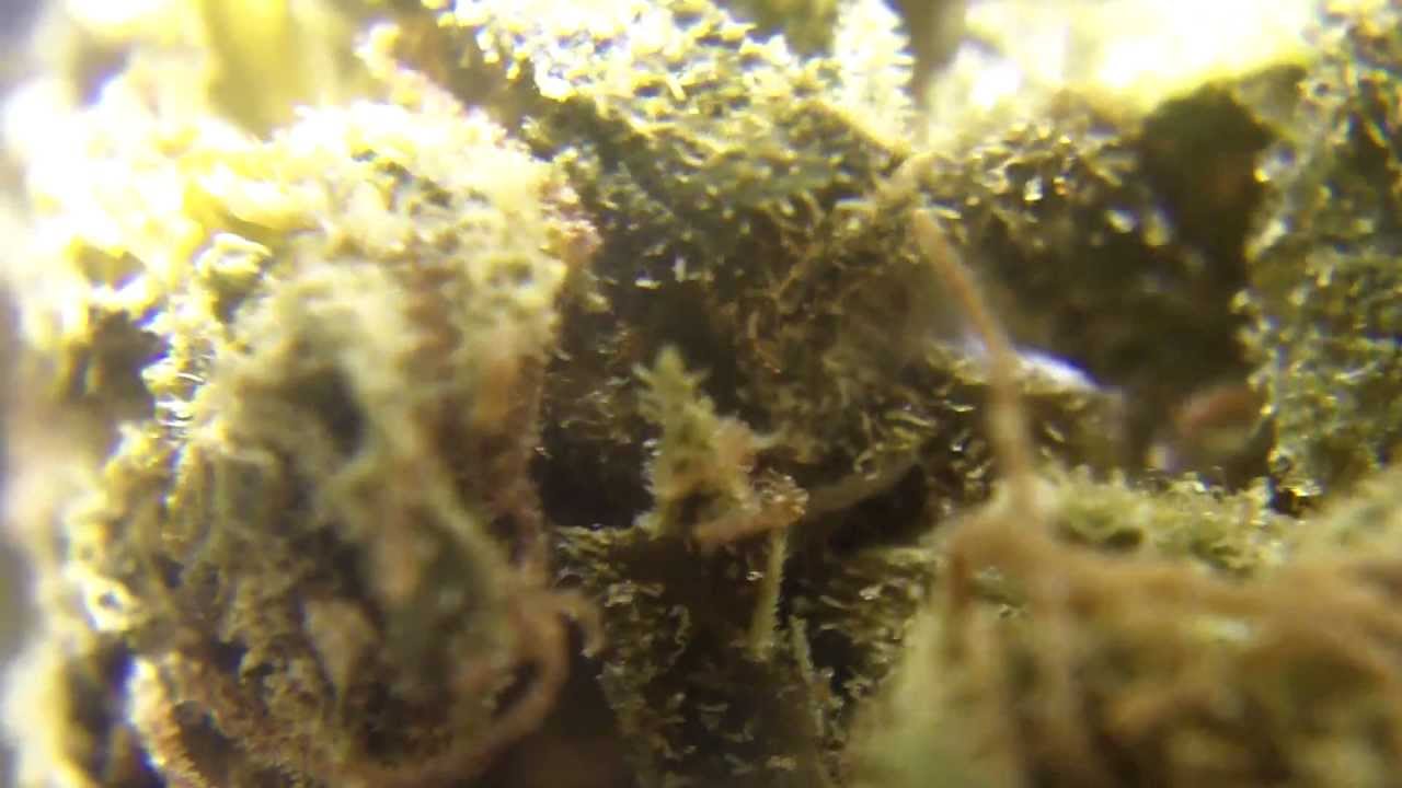 Ep 249 HEADBanD 1080p Prt 2 Sour Kush Weed Review Reserva Privada Hd ganja upclose