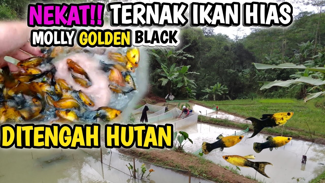 NEKAT❕TERNAK IKAN HIAS MOLLY DI TENGAH HUTAN SEKALI PANEN RIBUAN EKOR