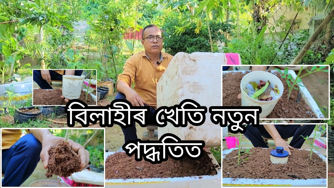 বিলাহীৰ খেতি নতুন পদ্ধতিত এনেকৈ কৰিব পাৰি । ( Special and Unique Method )