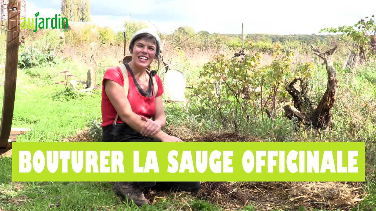 COMMENT BOUTURER la SAUGE OFFICINALE ? POSSIBLE TOUTE l'ANNÉE !