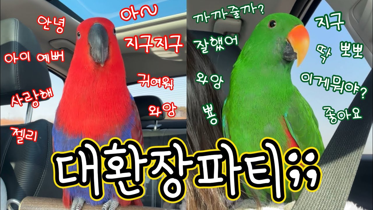 [지구젤리/쫑알] 오디오 겹침 주의! 앵무새 둘 + 사람 하나가 쉴 새 없이 말하는 정신 없는 영상