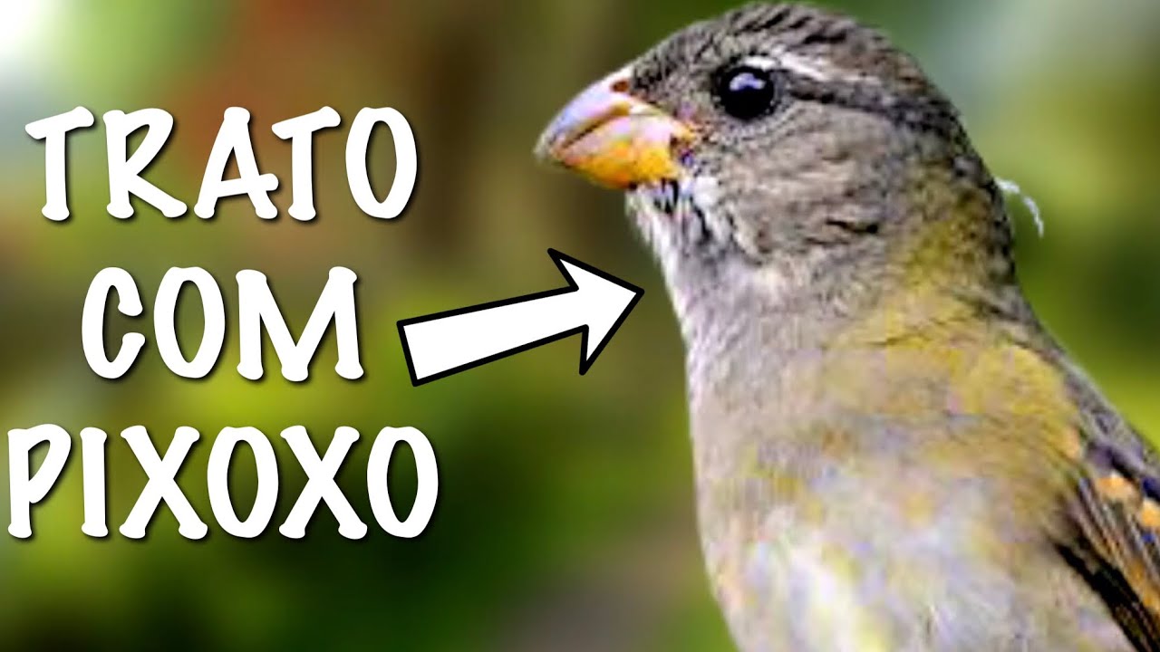 COMO CUIDAR DO SEU CHANCHAO DE FORMA CORRETA #3