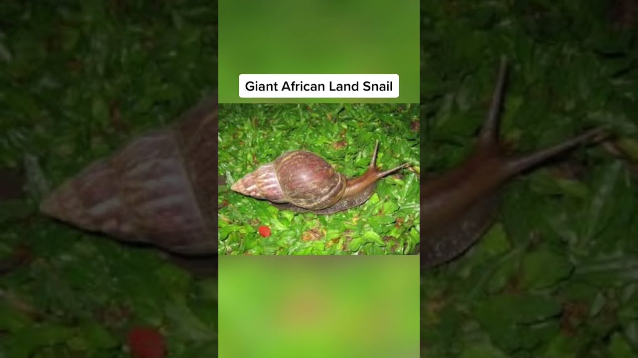 Animals That are bigger than you think