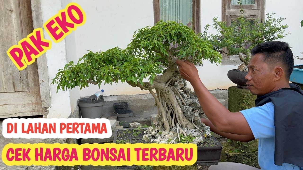HARGA BONSAI TERBARU, SANTIGI,BERINGIN DLL 📞 0823-3163-8393 @JeckpaeyBonsai91 