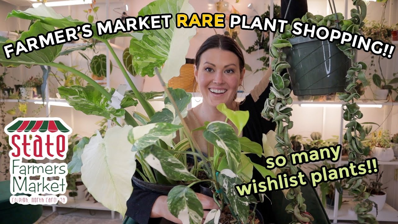 $20 Philodendron Gloriosum At Farmer's Market!! Rare Plant Shopping & House Plant Haul - Raleigh NC