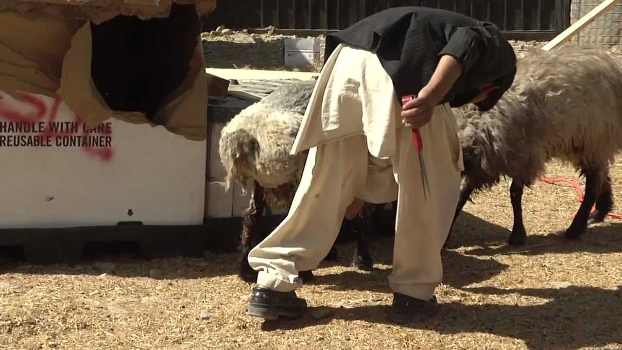 Afghans Shear Sheep and Inspect Chicken Coops