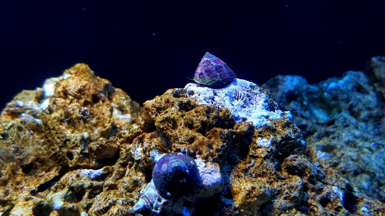 Nano Reef Vlog | 1wszy miesiąc | Ślimaki - ekipa sprzątająca | tanie akwarium morskie | (05)
